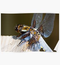 Broad-bodied Chaser (Libellula depressa) Poster