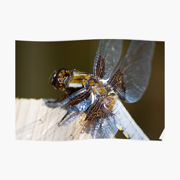 Broad-bodied Chaser (Libellula depressa) Poster