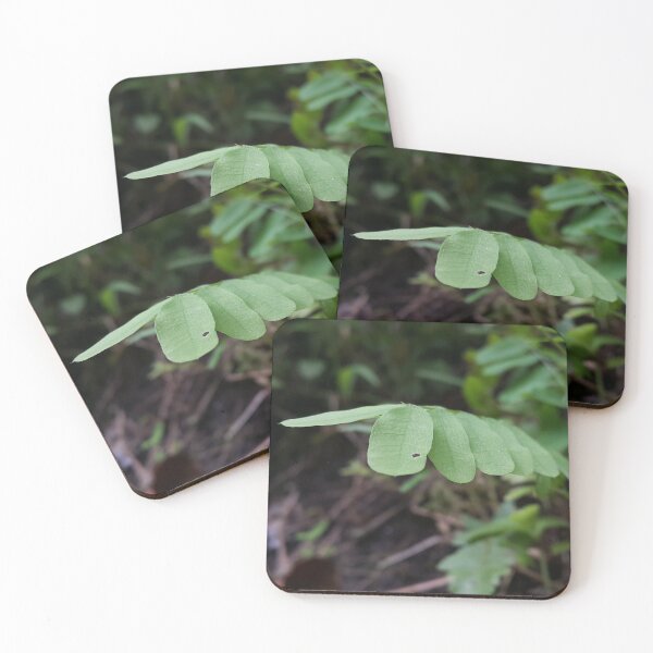 Item preview, Abrus Leaf in the forest. Perfect for Nature Lovers who love Medical Plants.  designed and sold by Yusuf-Design.
