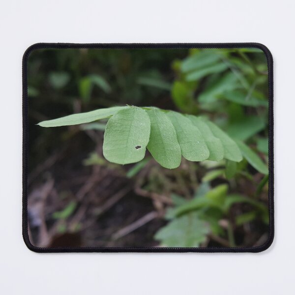 Item preview, Abrus Leaf in the forest. Perfect for Nature Lovers who love Medical Plants. designed and sold by Yusuf-Design.
