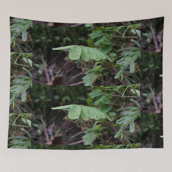 Item preview, Abrus Leaf in the forest. Perfect for Nature Lovers who love Medical Plants.  designed and sold by Yusuf-Design.