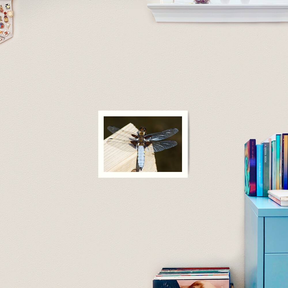 Broad-bodied Chaser (Libellula depressa) Art Print