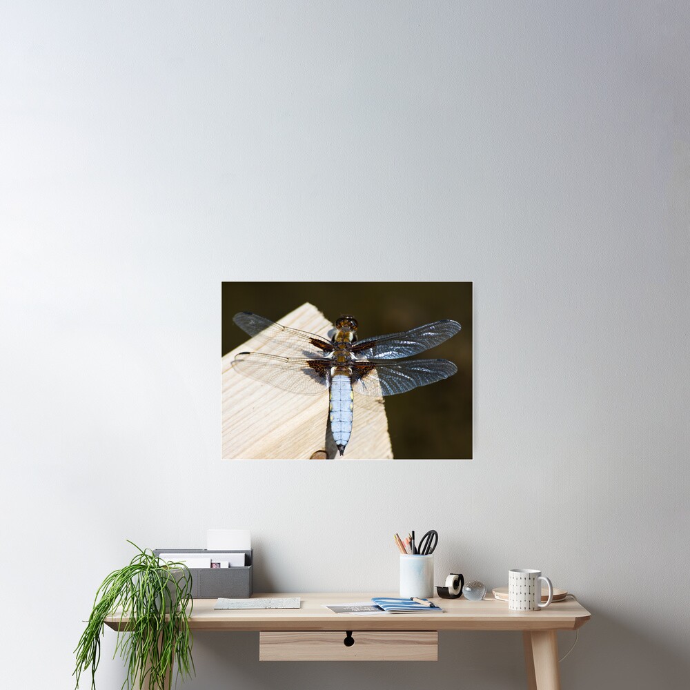 Broad-bodied Chaser (Libellula depressa) Poster