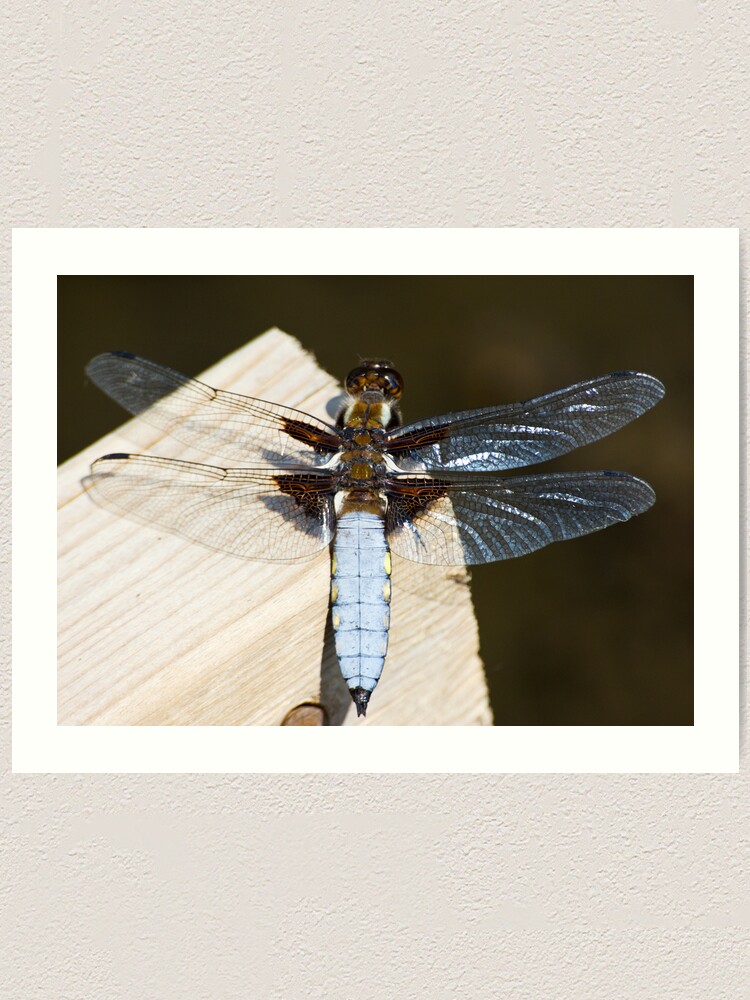 Alternate view of Broad-bodied Chaser (Libellula depressa) Art Print
