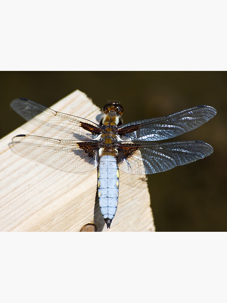 Broad-bodied Chaser (Libellula depressa) by SteveChilton