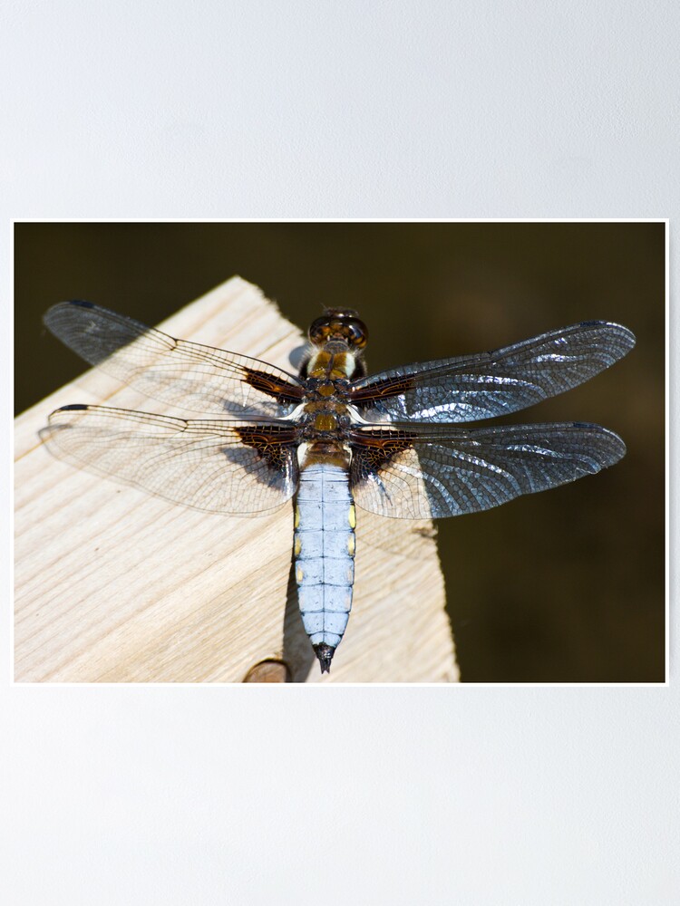 Alternate view of Broad-bodied Chaser (Libellula depressa) Poster