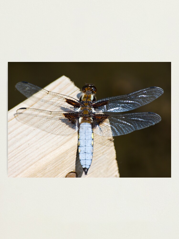 Alternate view of Broad-bodied Chaser (Libellula depressa) Photographic Print