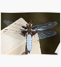 Broad-bodied Chaser (Libellula depressa) Poster
