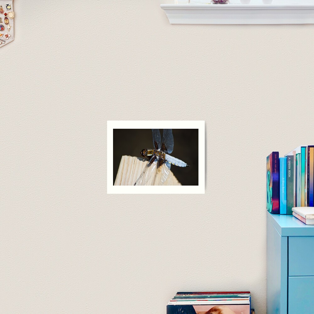 Broad-bodied Chaser (Libellula depressa) Art Print