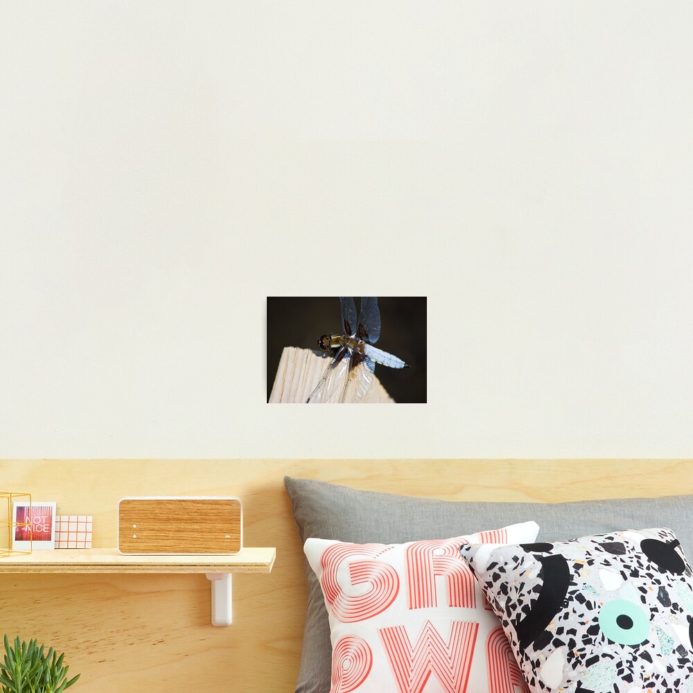 Broad-bodied Chaser (Libellula depressa) Photographic Print
