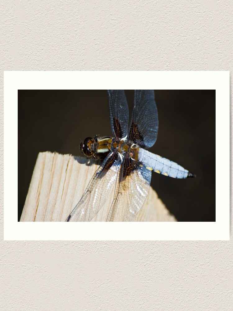 Alternate view of Broad-bodied Chaser (Libellula depressa) Art Print