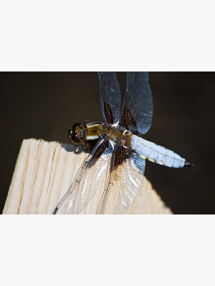 Broad-bodied Chaser (Libellula depressa) by SteveChilton