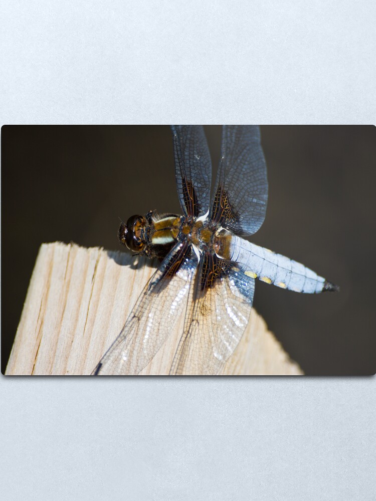 Alternate view of Broad-bodied Chaser (Libellula depressa) Metal Print