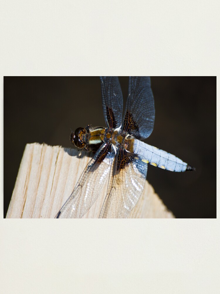 Alternate view of Broad-bodied Chaser (Libellula depressa) Photographic Print