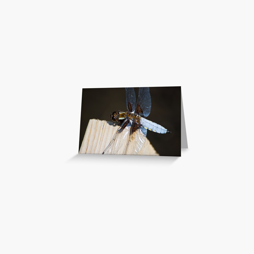 Broad-bodied Chaser (Libellula depressa) Greeting Card