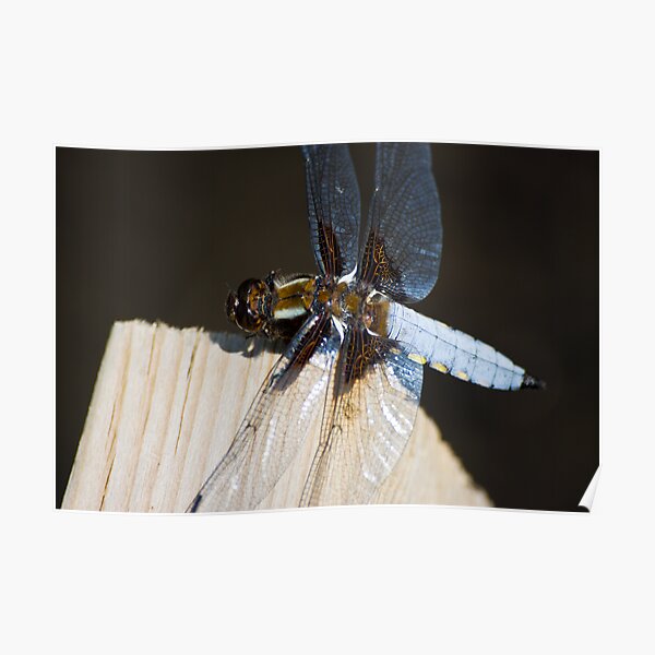 Broad-bodied Chaser (Libellula depressa) Poster