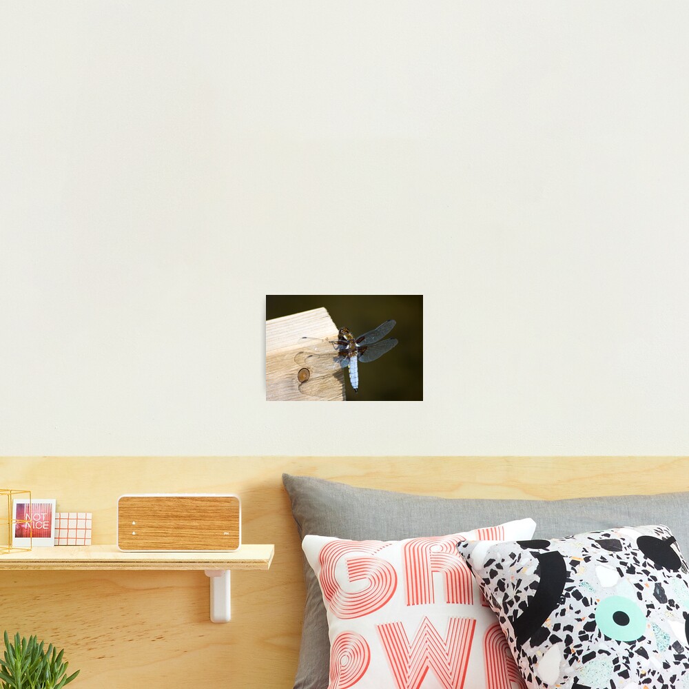 Broad-bodied Chaser (Libellula depressa) Photographic Print
