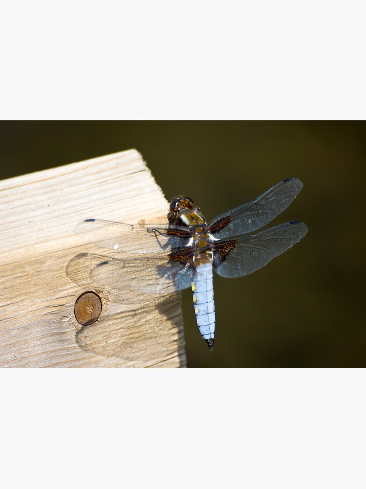 Broad-bodied Chaser (Libellula depressa) by SteveChilton