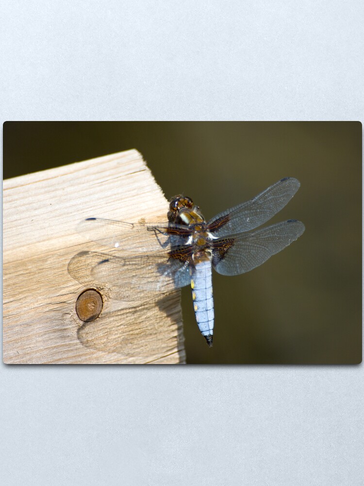 Alternate view of Broad-bodied Chaser (Libellula depressa) Metal Print