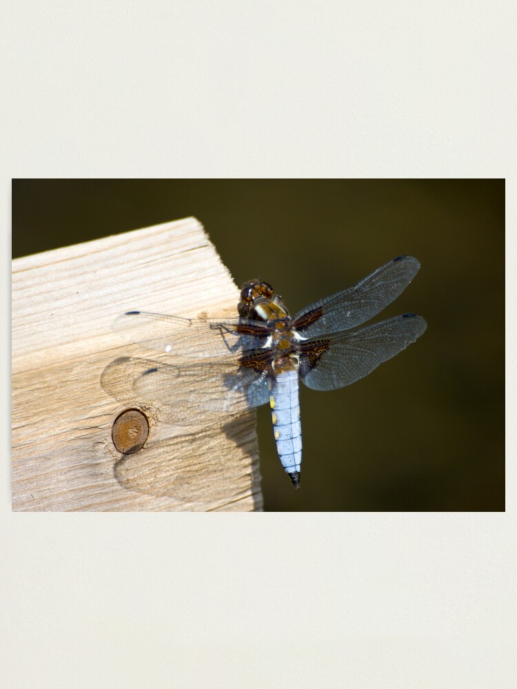 Alternate view of Broad-bodied Chaser (Libellula depressa) Photographic Print