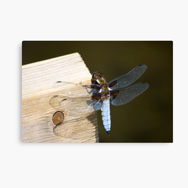 Broad-bodied Chaser (Libellula depressa) Canvas Print