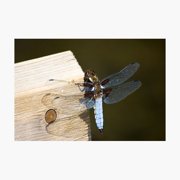 Broad-bodied Chaser (Libellula depressa) Photographic Print