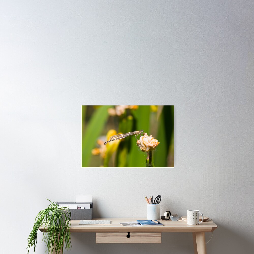 Common Blue Damselfly (Enallagma cyathigerum) Poster