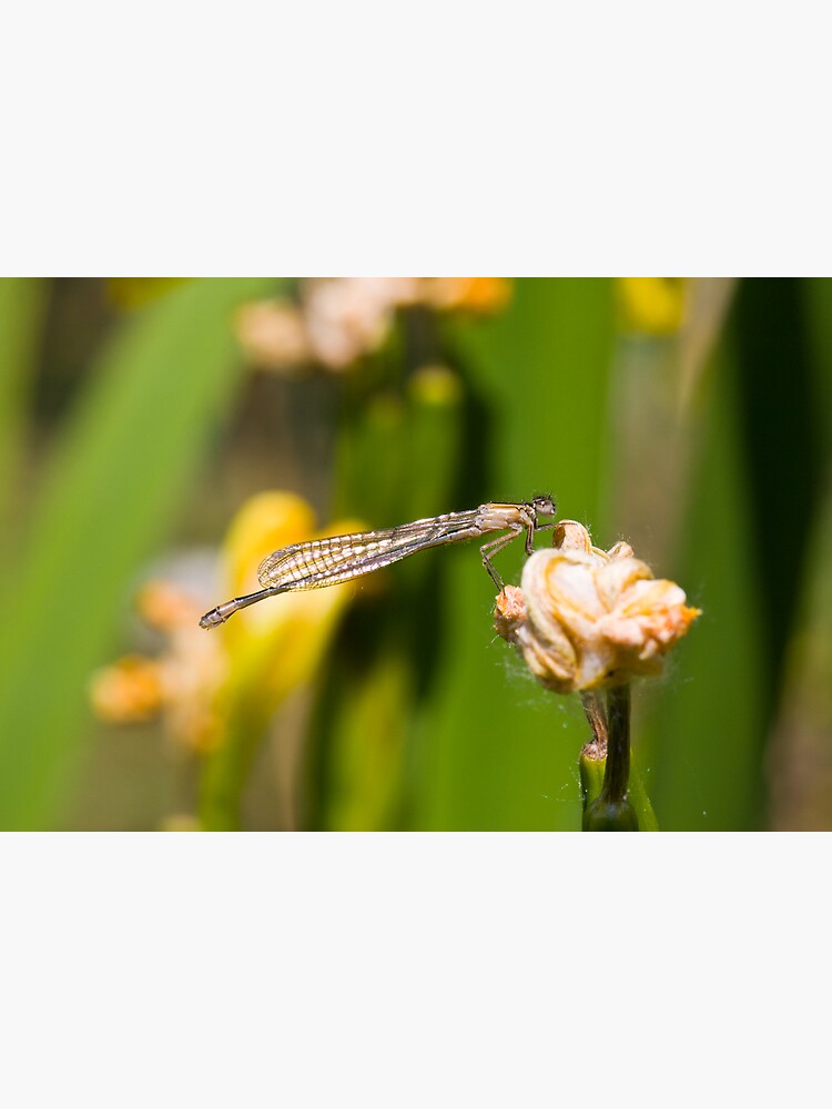Common Blue Damselfly (Enallagma cyathigerum) by SteveChilton