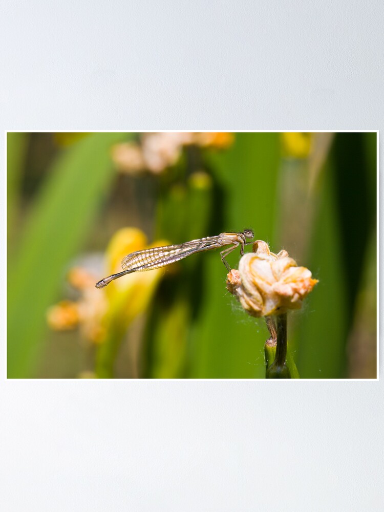 Alternate view of Common Blue Damselfly (Enallagma cyathigerum) Poster
