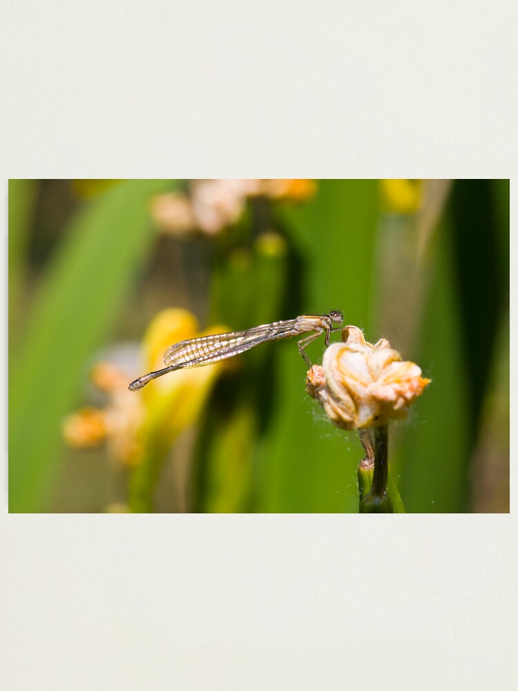 Alternate view of Common Blue Damselfly (Enallagma cyathigerum) Photographic Print