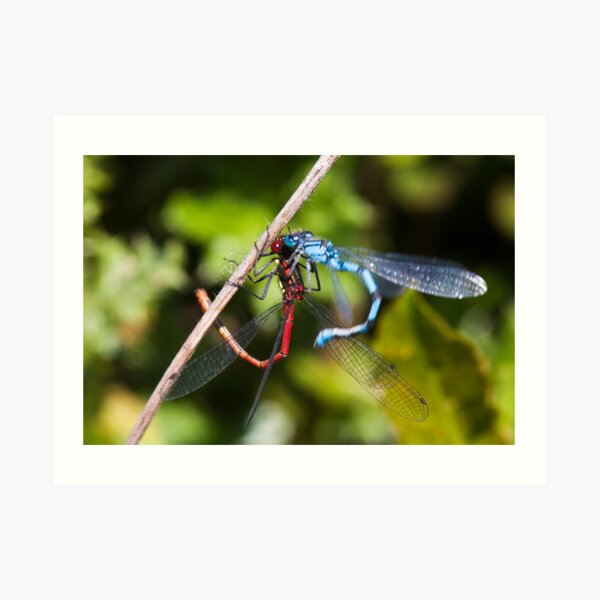 Confused Damselflies Art Print