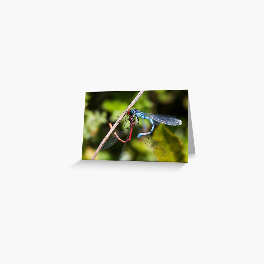 Confused Damselflies Greeting Card