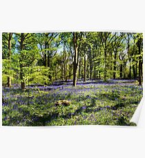Bluebell Forest Poster