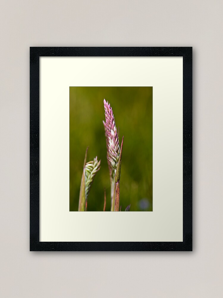 Alternate view of Yorkshire Fog (Holcus lanatus) Framed Art Print