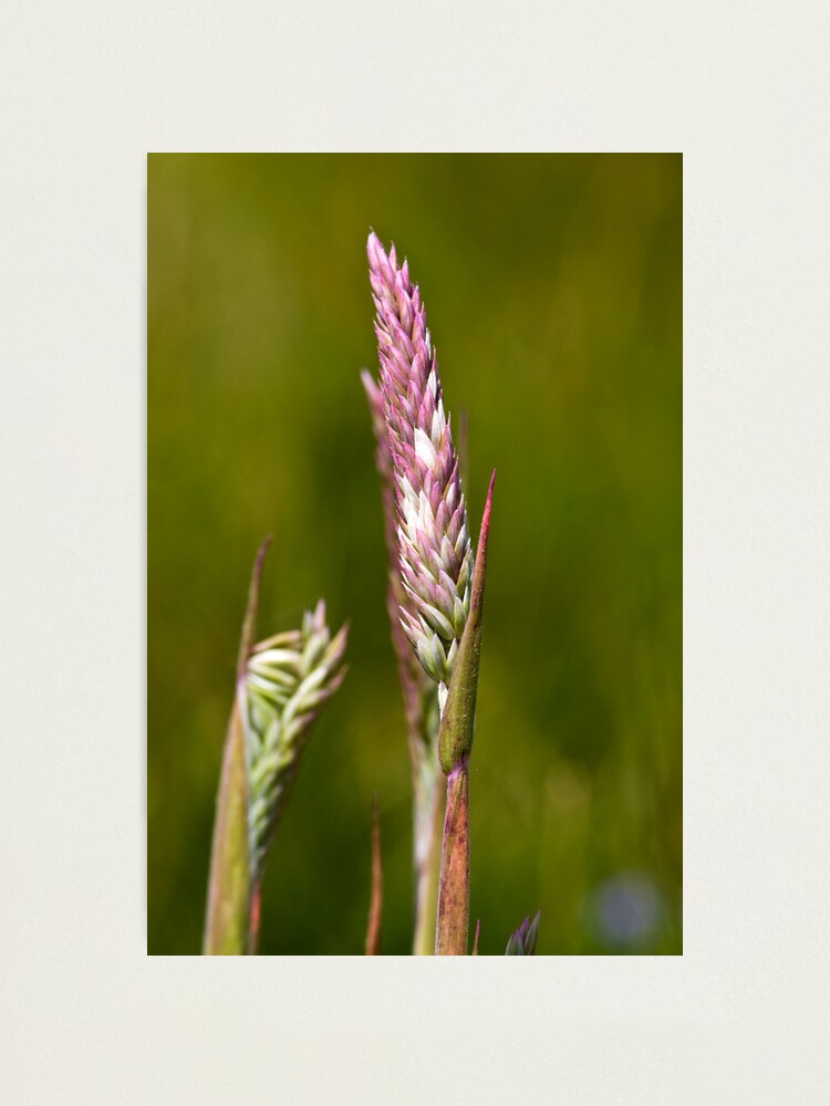 Alternate view of Yorkshire Fog (Holcus lanatus) Photographic Print