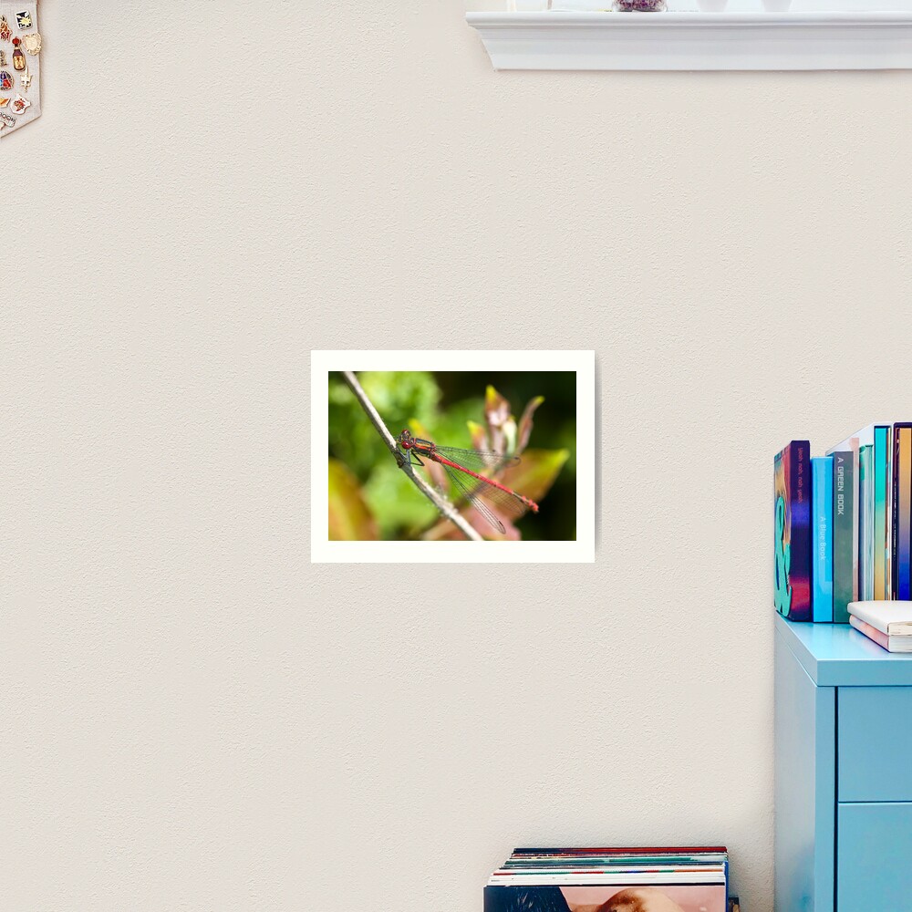 Large Red Damselfly (Pyrrhosoma nymphula) Art Print
