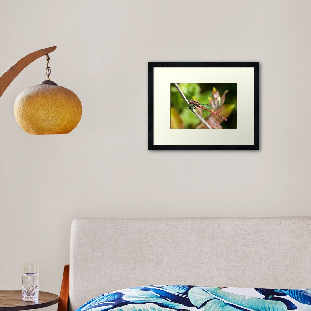 Large Red Damselfly (Pyrrhosoma nymphula) Framed Art Print