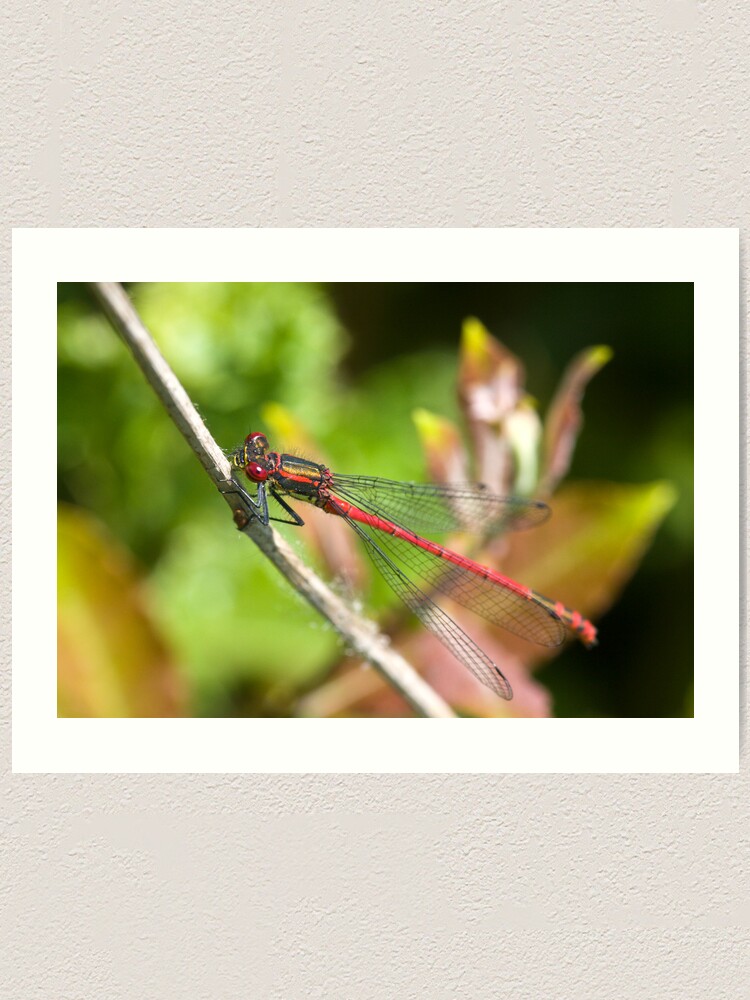 Alternate view of Large Red Damselfly (Pyrrhosoma nymphula) Art Print