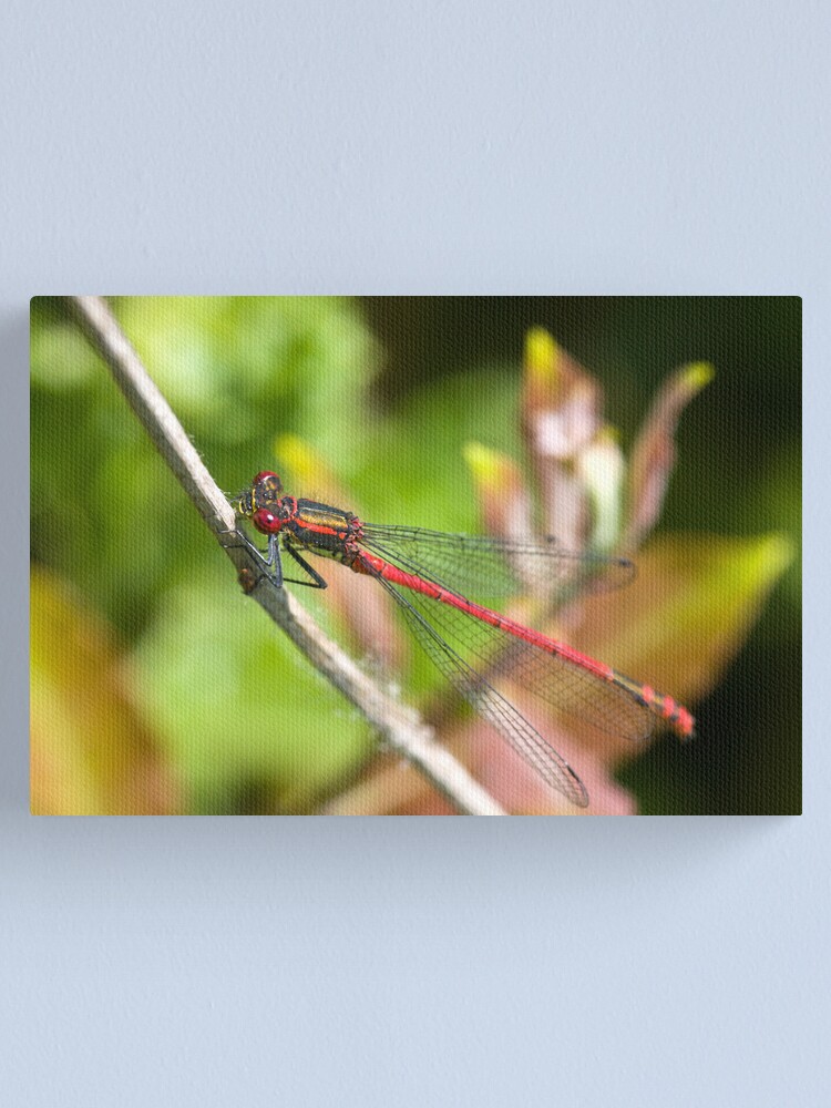 Alternate view of Large Red Damselfly (Pyrrhosoma nymphula) Canvas Print