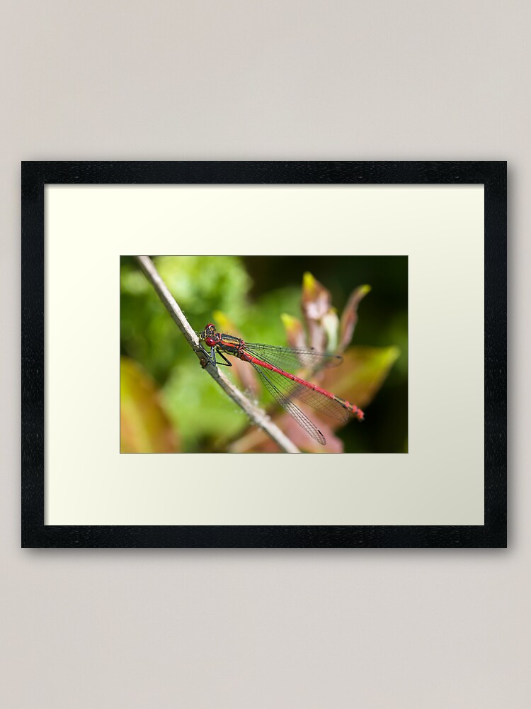 Alternate view of Large Red Damselfly (Pyrrhosoma nymphula) Framed Art Print