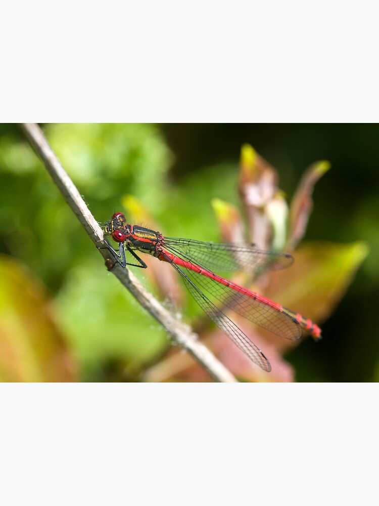 Large Red Damselfly (Pyrrhosoma nymphula) by SteveChilton