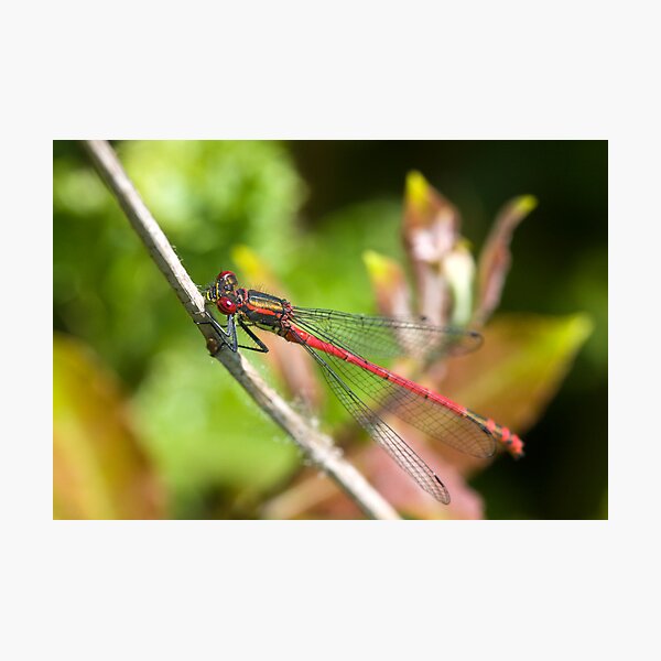 Large Red Damselfly (Pyrrhosoma nymphula) Photographic Print