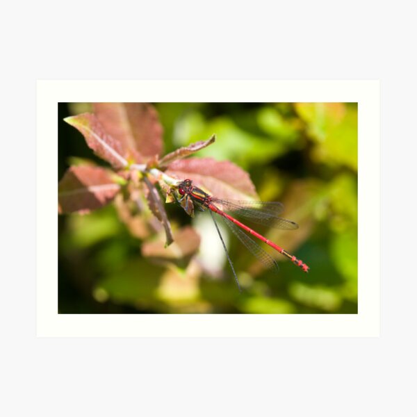Large Red Damselfly (Pyrrhosoma nymphula) Art Print