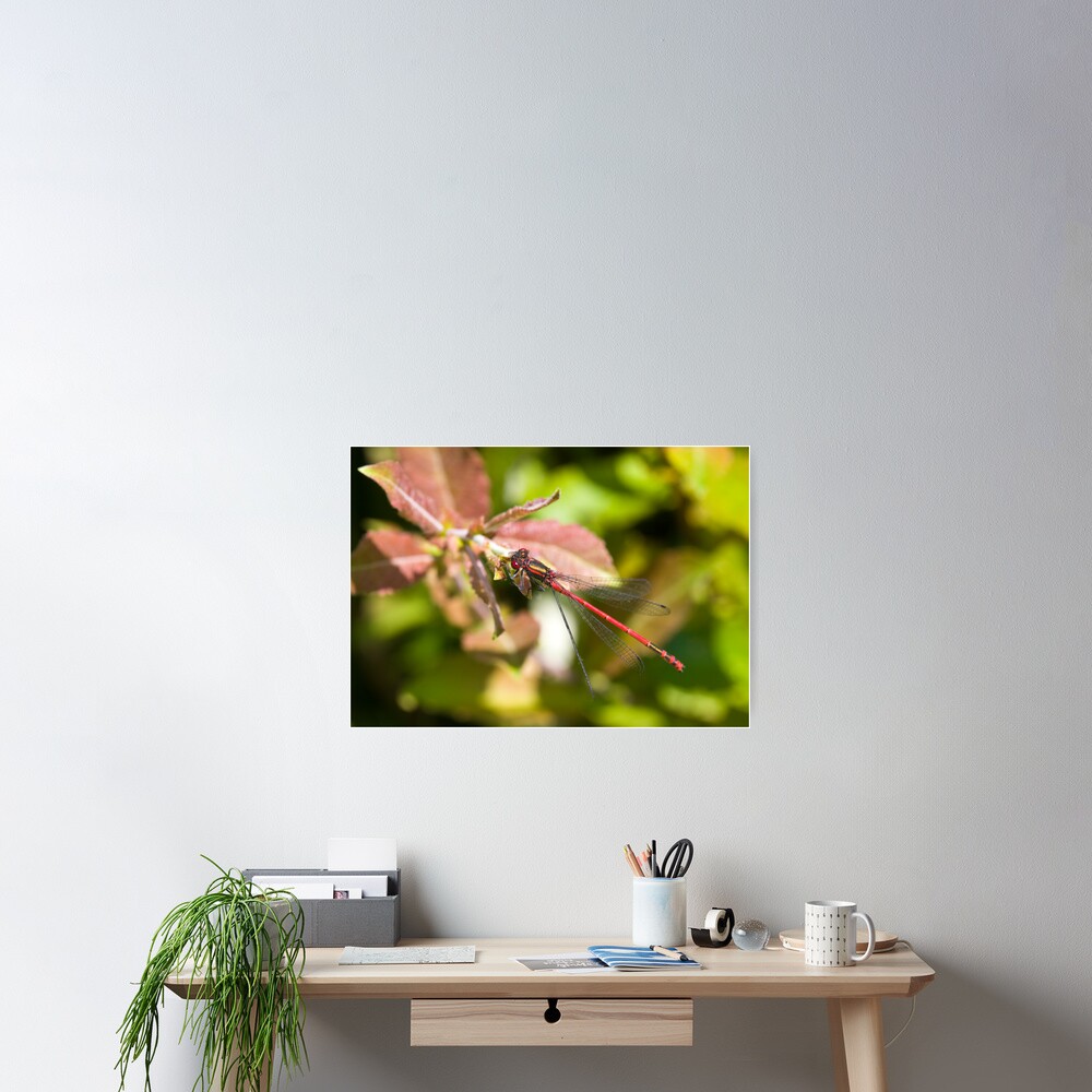 Large Red Damselfly (Pyrrhosoma nymphula) Poster