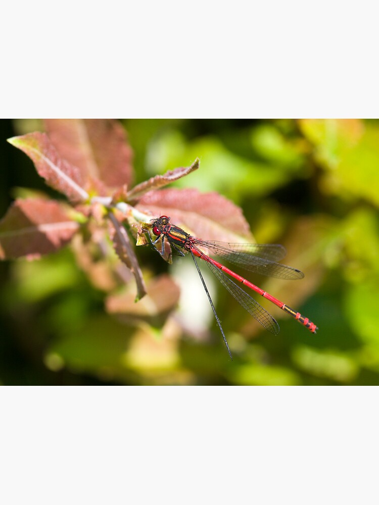 Large Red Damselfly (Pyrrhosoma nymphula) by SteveChilton