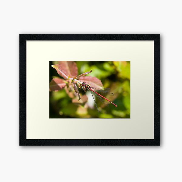 Large Red Damselfly (Pyrrhosoma nymphula) Framed Art Print