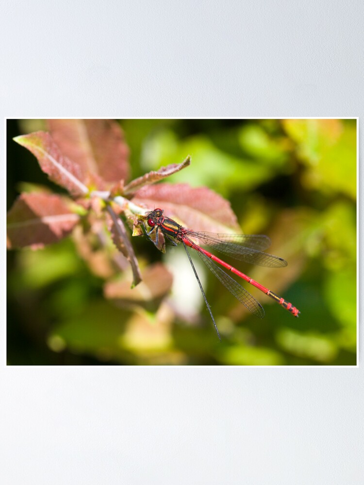 Alternate view of Large Red Damselfly (Pyrrhosoma nymphula) Poster
