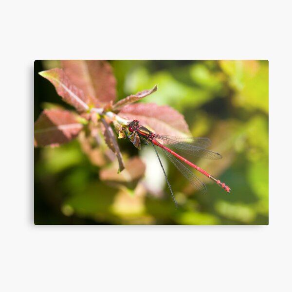 Large Red Damselfly (Pyrrhosoma nymphula) Metal Print