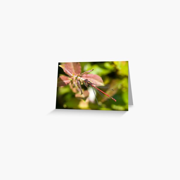 Large Red Damselfly (Pyrrhosoma nymphula) Greeting Card