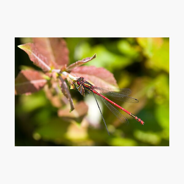 Large Red Damselfly (Pyrrhosoma nymphula) Photographic Print